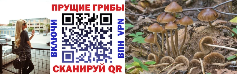 Псилоцибиновые грибы Psilocybe  площадка состав  Москва 
